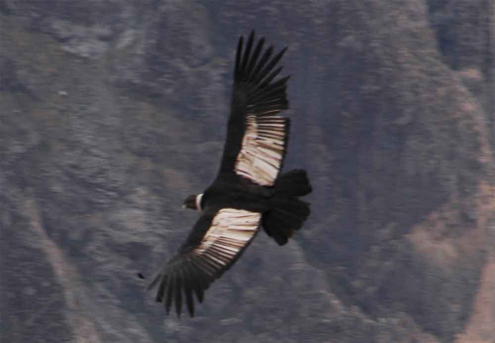 Cóndor - Cañon del Colca - Perú 2.jpg